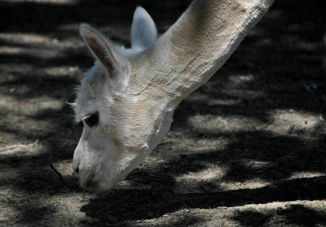 Gibts da noch was zu fressen? | Foto: Daniela Somers