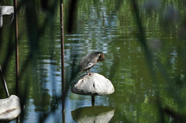Da kann sich so eine Ente richtig schön in Szene setzen | Foto: Daniela Somers