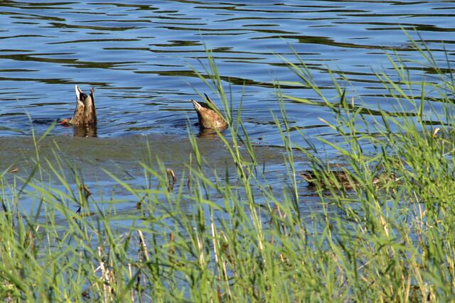 Breitenauer See 8.22