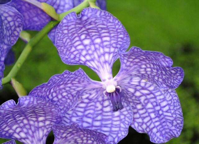 Vanda Orchidee | Foto: Daniela Somers
