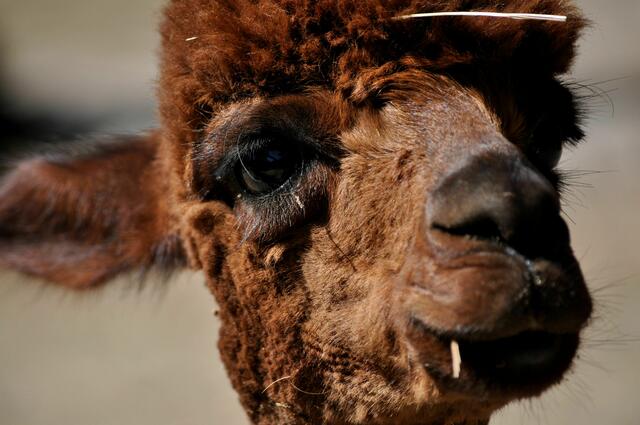 Ich bin ganz schön cool | Foto: Daniela Somers