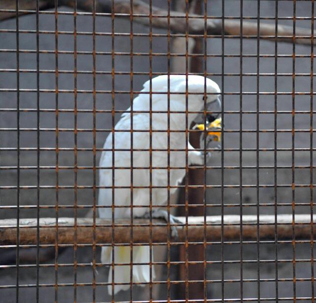 Vogelvoliere | Foto: Daniela Somers