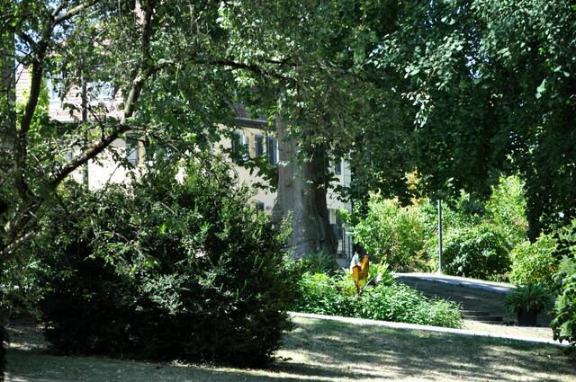 Im Hofgarten | Foto: Daniela Somers