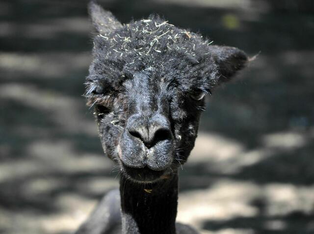 Bin ich hübsch? | Foto: Daniela Somers