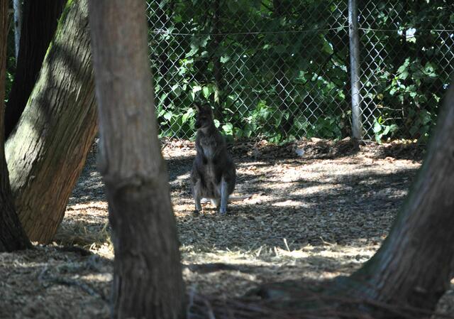 Känguru auf Sicherheitsabstand | Foto: Daniela Somers