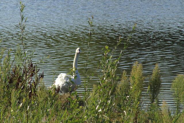 Breitenauer See 8.22