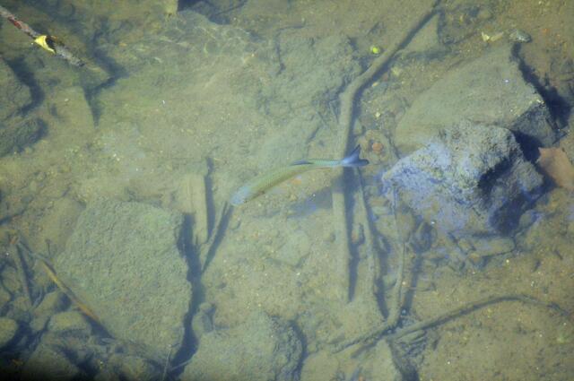 Es gibt nicht nur Kois im See, sondern auch Fische in der Ohrn. | Foto: Daniela Somers
