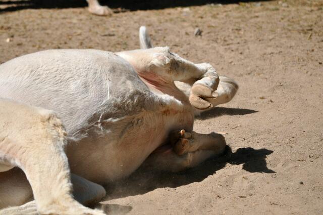 Schön im Sand welzen | Foto: Daniela Somers