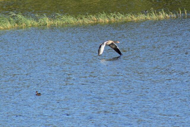 Breitenauer See 8.22