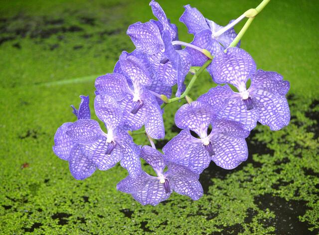 Vanda Orchidee, im alten Gewächshaus | Foto: Daniela Somers