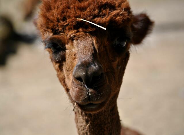 Einfach niedlich | Foto: Daniela Somers