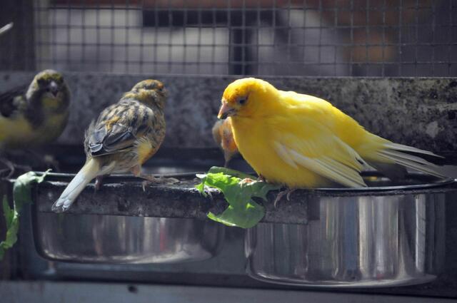 Vogelvoliere | Foto: Daniela Somers