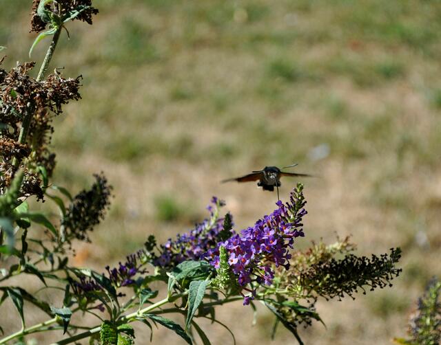 Taubenschwänzchen auf dem Schmetterlingsflieder | Foto: Daniela Somers