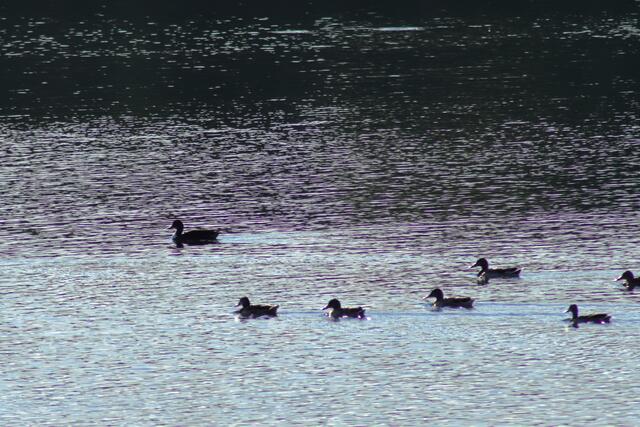 Breitenauer See 8.22