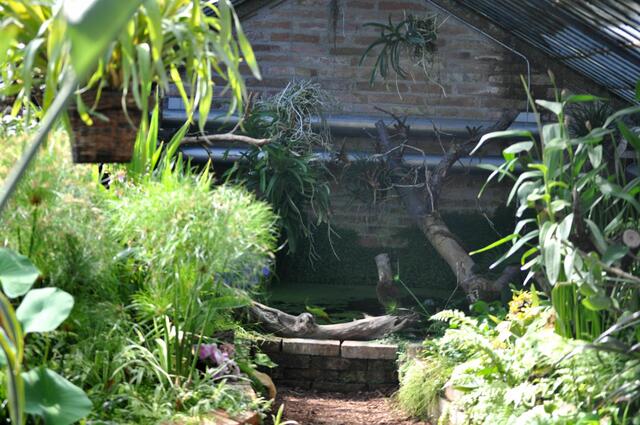 Blick in ein altes Gewächshaus im Hofgarten | Foto: Daniela Somers