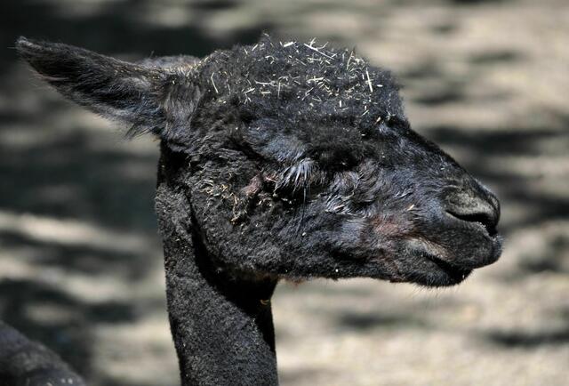 Ich hab zwei Ohren, auch wenn man es nicht sieht | Foto: Daniela Somers