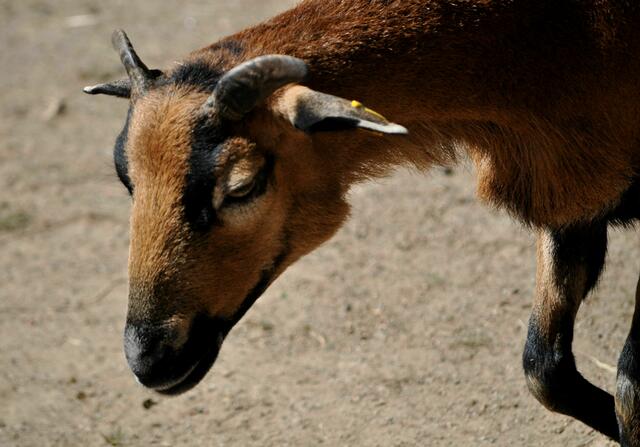 Ziegenbock im Streichelgehege | Foto: Daniela Somers
