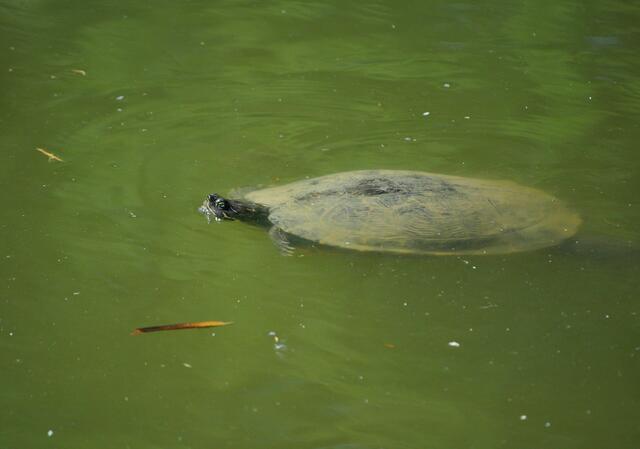Im See schwimmt auch eine Schildkröte | Foto: Daniela Somers