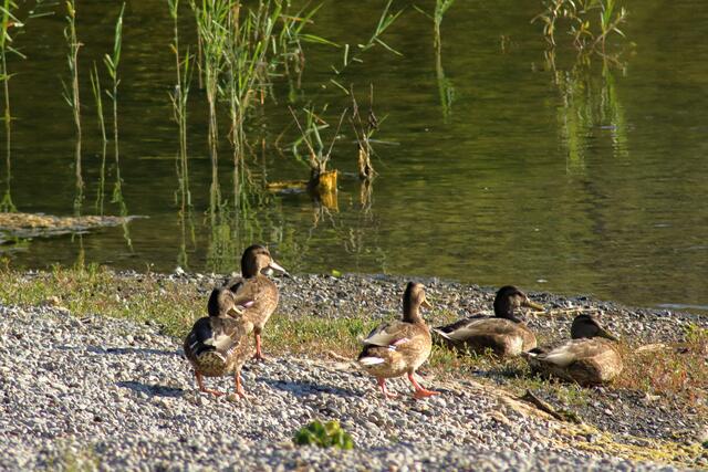 Breitenauer See 8.22