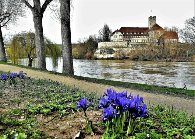 Pfalzgrafenburg in Lauffen