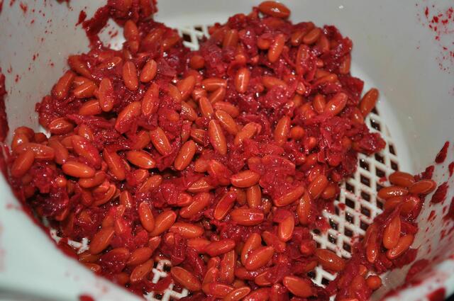 Der Kernchenabfall | Foto: Daniela Somers