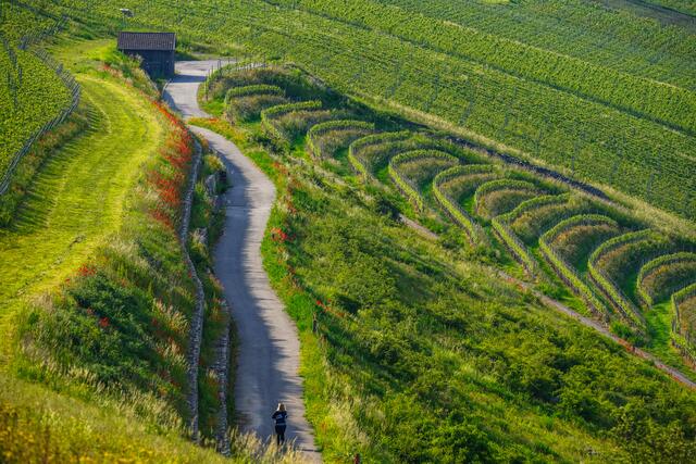 Weinberge bei Ingelfingen im Frühling