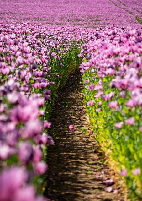 Ein Traum in zartem rosa. | Foto: Gülay Sween