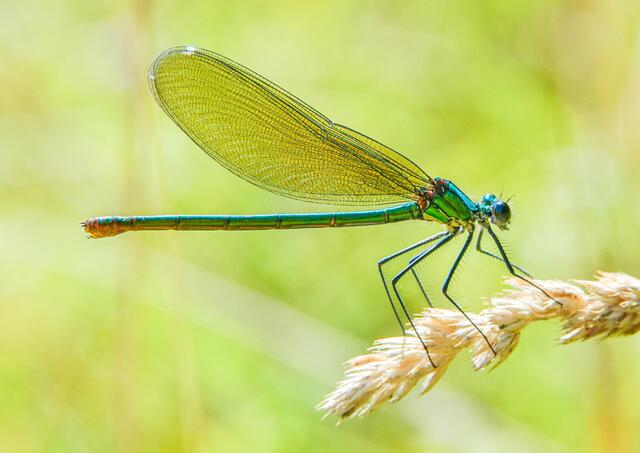 Libelle. | Foto: Gülay Sween