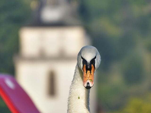 Auch den Schwänen gefällt es im Kochertal. Hier auf den Wertwiesen in Künzelsau. Im Hintergrund die Johanneskirche.