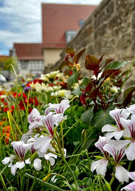 Gartenschau Eppingen. | Foto: Moni Bordt