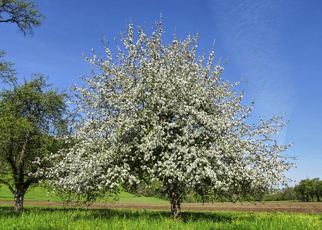 Typisch für das Kochertal: Streuobstwiesen entlang des Kochers, wie hier bei Ingelfingen