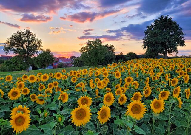 Sonnenblumen zum Sonnenuntergang. | Foto: Stephanie Rüdele