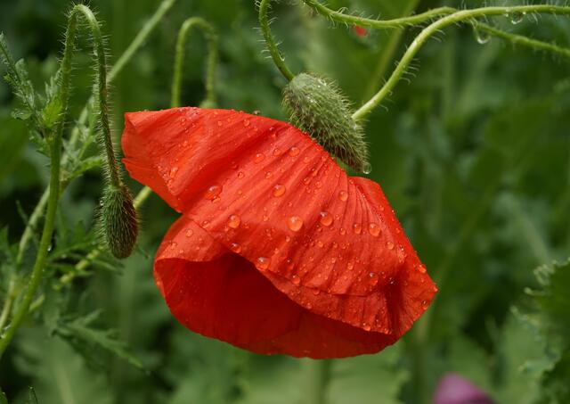 Mohnblume. | Foto: Helmut Brehm