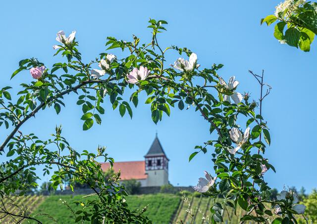 Michaelsberg in Cleebronn. | Foto: Günther Lang