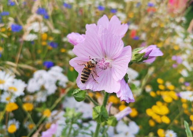 Bunter Sommer. | Foto: Sarah Peters