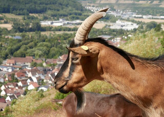 Verträumter Blick auf das Kochertal bei Ingelfingen. Lebensqualität, Weltmarktführer und wunderschöne Natur.