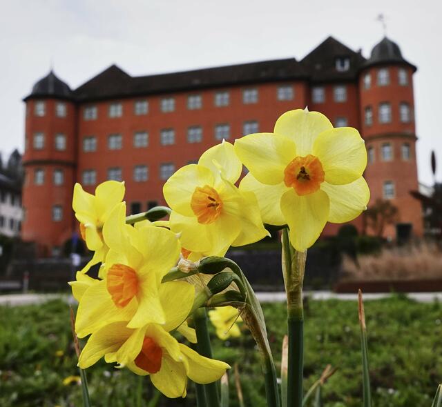 Schloss Bartenau in Künzelsau im Frühling