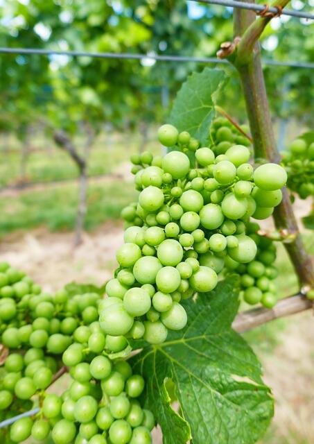 Weinberge am Neipperg. | Foto: Jutta Koster