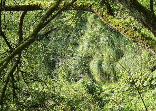 Wildromantisch, der historische Klebweg entlang des Kochers, bei Künzelsau