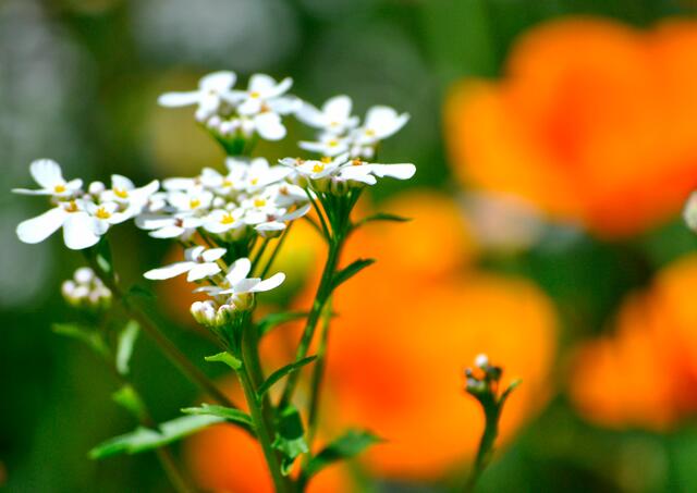 Eppingen Besuch auf der Gartenschau. | Foto: Daniela Somers