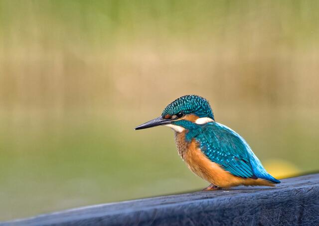 Eisvogel. | Foto: Uschi Pohl