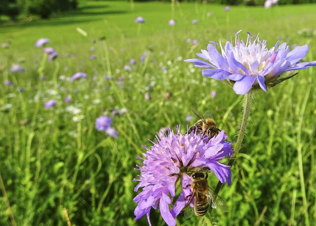 Insektenparadies am Kocher. Die Landwirtschaft wie hier beim Scheurachshof unternimmt viel, im Interesse der Artenvielfalt.
