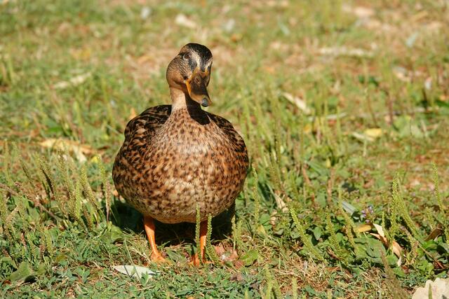 Die Enten im Hofgarten sind besonders freundlich ;-)))