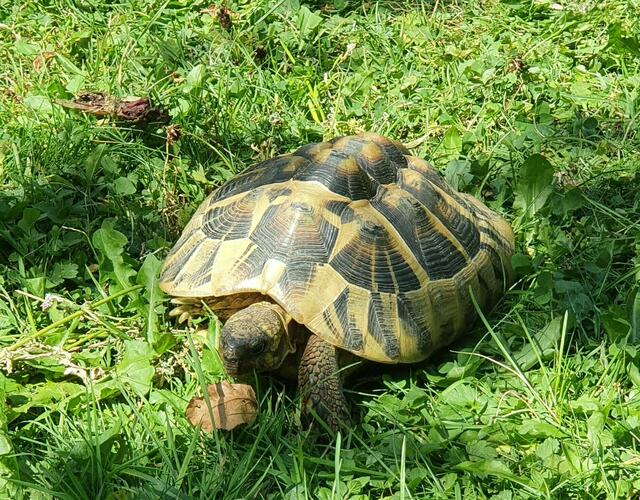 einer der Gartenbewohner unserer "Vespergastgeber"