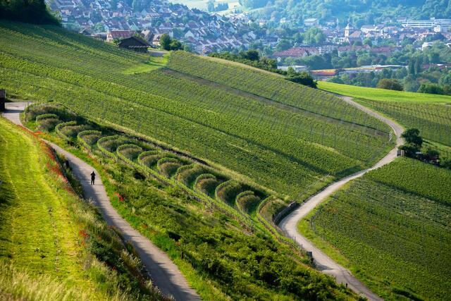 Weinberge über Ingelfingen mit Blickrichtung Künzelsau