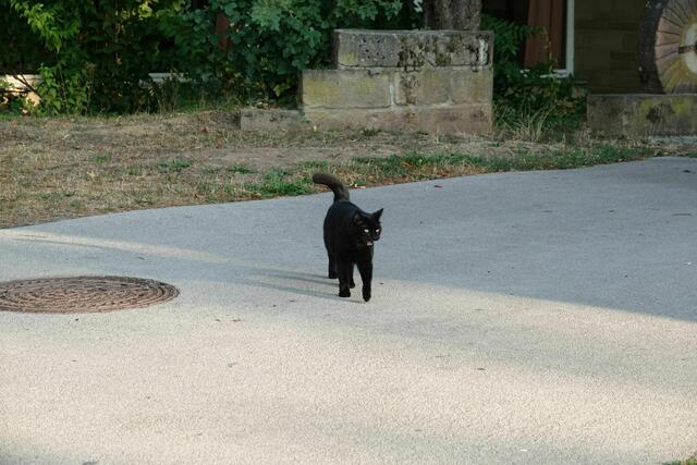 Es gibt noch eine Hofgartenkatze. Sie ist auch sehr zutraulich.