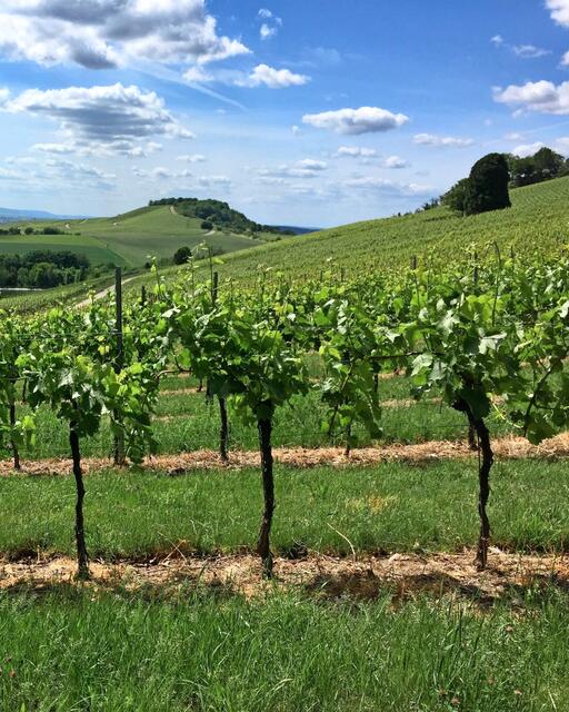 Durch die Weinberge geht es zurück zum Parkplatz. | Foto: Heide Böllinger