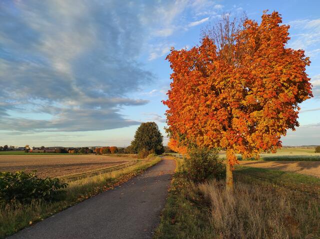 Herbst