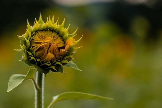 Sonnenblume im Kochertal