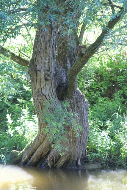 Toller Baum am/im Kocher